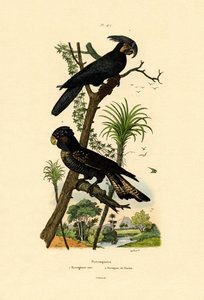 Svart palmekakadu, 1833-39 av French School